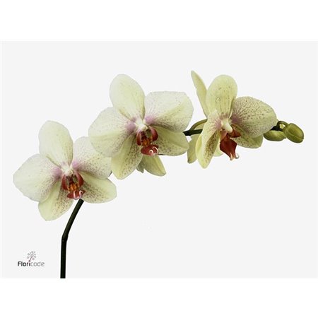 Phalaenopsis Omega c2554