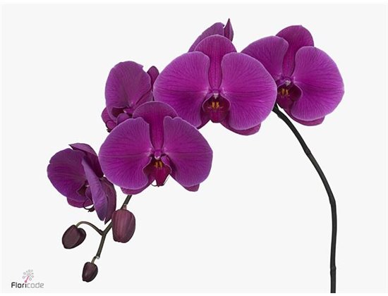 Phalaenopsis Purple Haze c2555