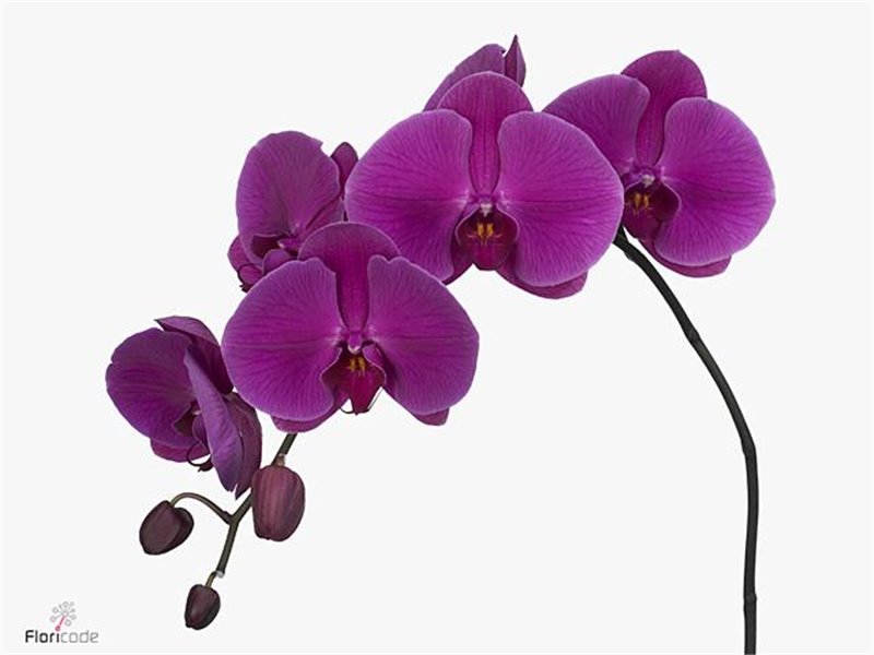 Phalaenopsis Purple Haze c2555
