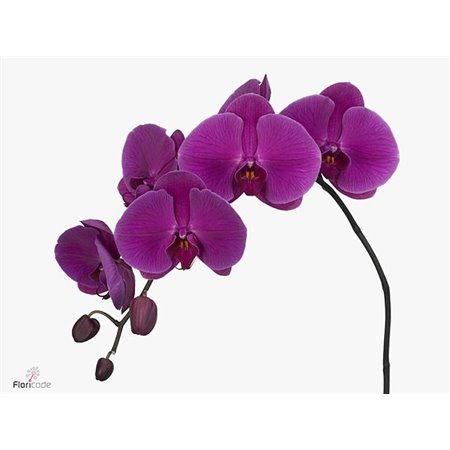 Phalaenopsis Purple Haze c2555