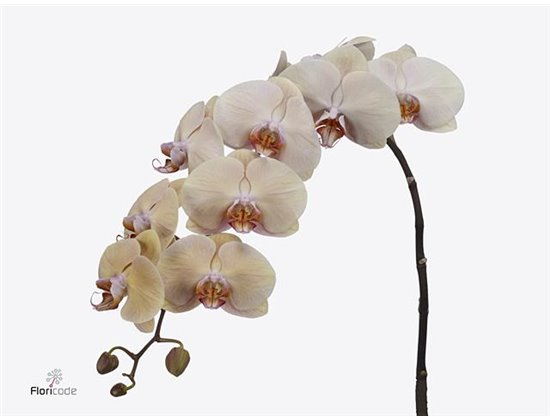 Phalaenopsis Royal Peach c2558