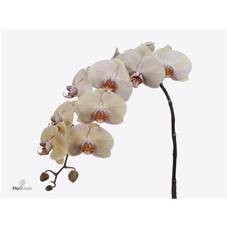 Phalaenopsis Royal Peach c2558