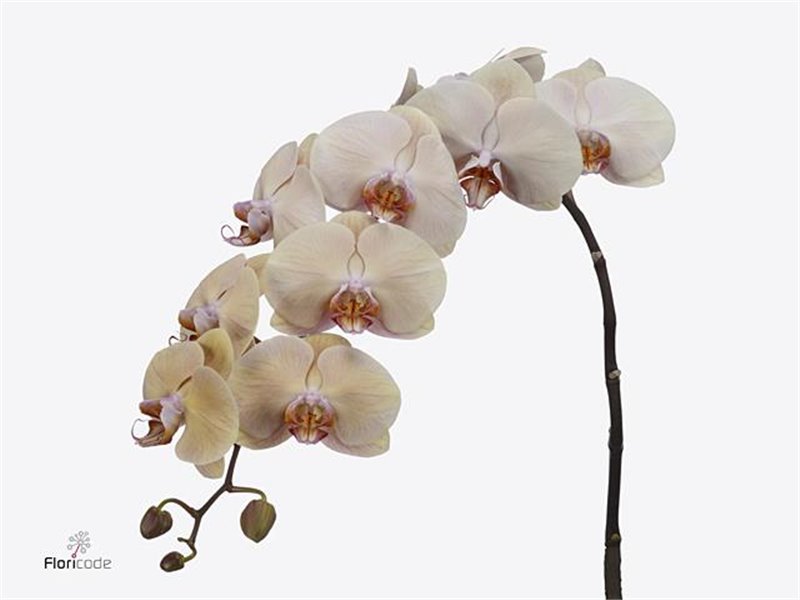 Phalaenopsis Royal Peach c2559