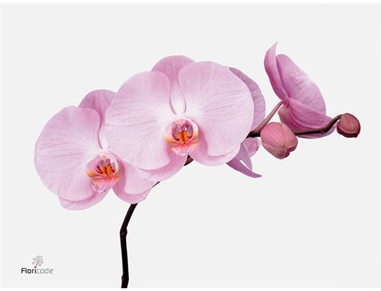 Phalaenopsis Tikal c2563