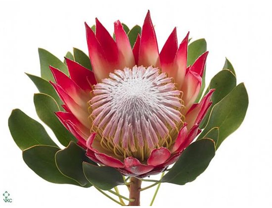 Proteja Cy Madiba c2606