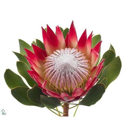 Proteja Cy Madiba c2606