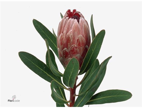 Proteja Pink Ice c2608