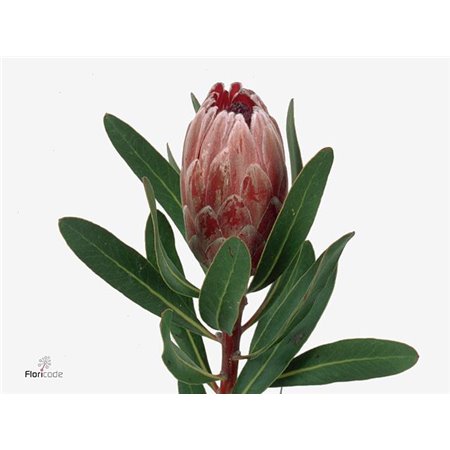 Proteja Pink Ice c2608