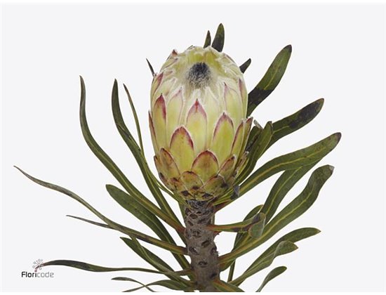 Proteja White Night c2610