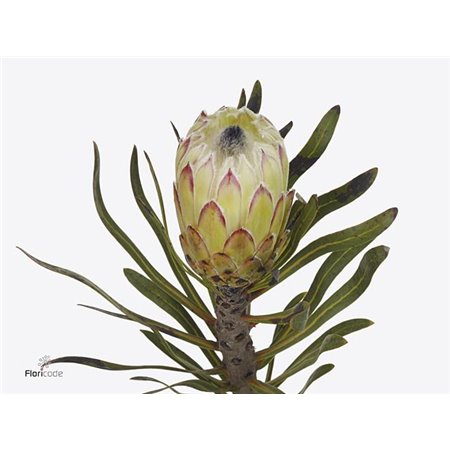 Proteja White Night c2610