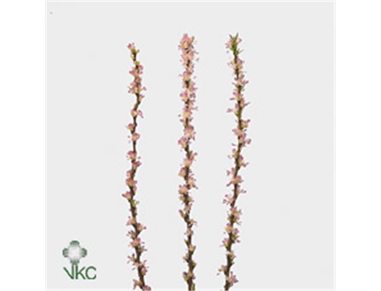 Proteja White Night c2611