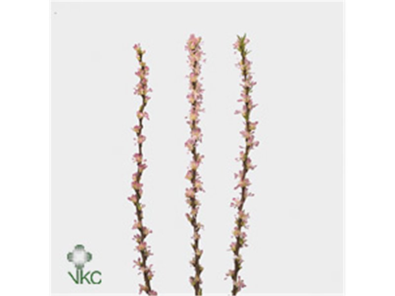 Proteja White Night c2611