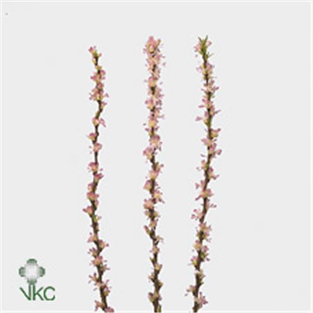 Proteja White Night c2611