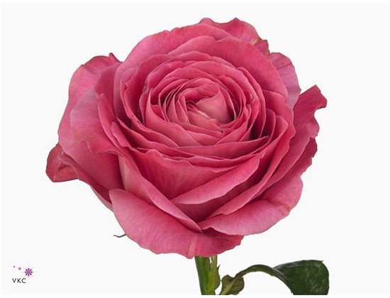 Vrtnica Alegra c2632