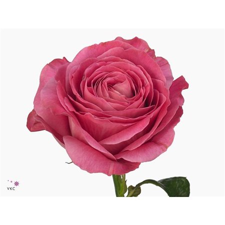 Vrtnica Alegra c2632