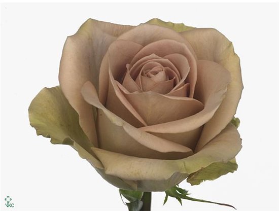 Vrtnica Amnesia c2640