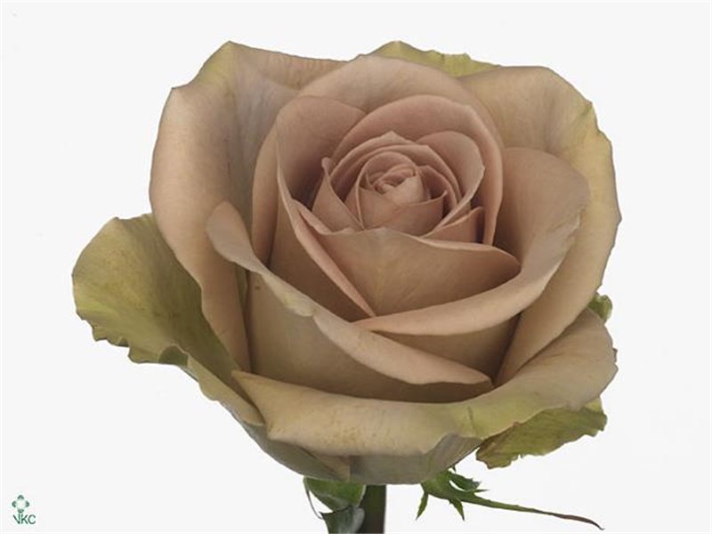 Vrtnica Amnesia c2640