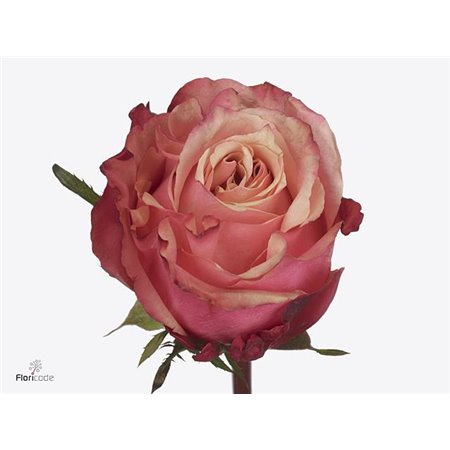 Vrtnica Art Rose c2641