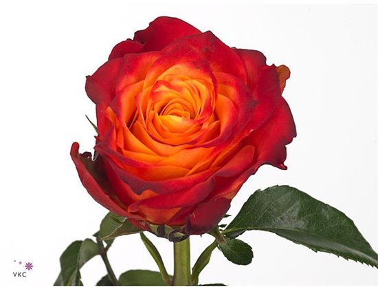 Vrtnica Atomic c2644