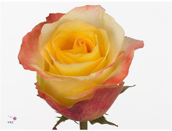 Vrtnica Aubade c2650