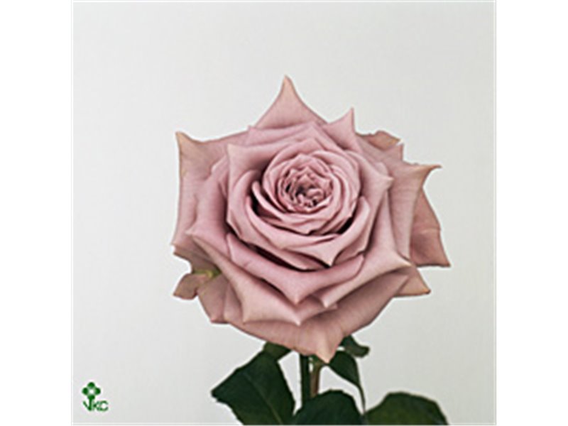 Vrtnica Aubade c2651