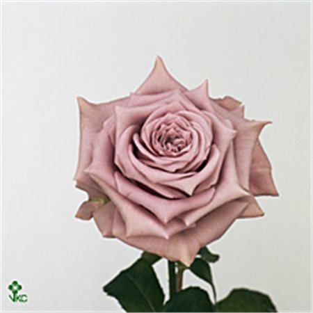 Vrtnica Aubade c2651