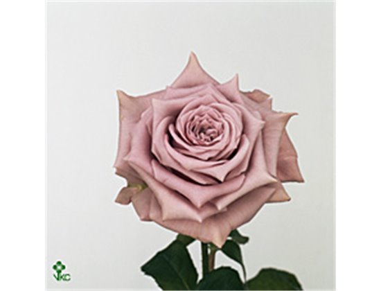 Vrtnica Avant Garde c2652