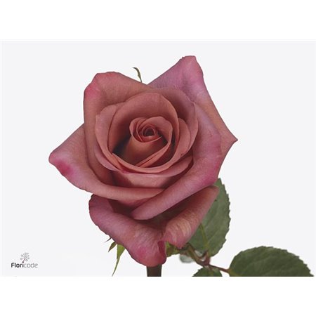 Vrtnica Barista c2655