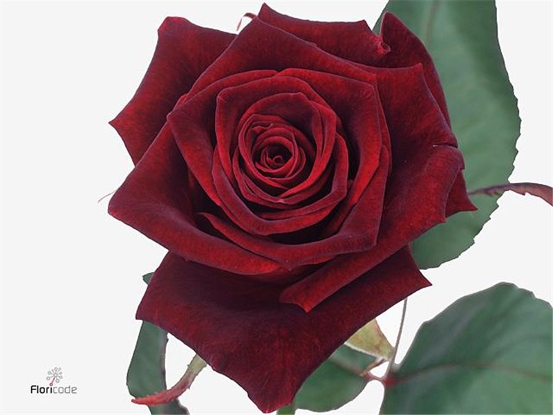 Vrtnica Black Baccara c2658