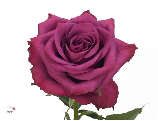 Vrtnica Blueberry c2660