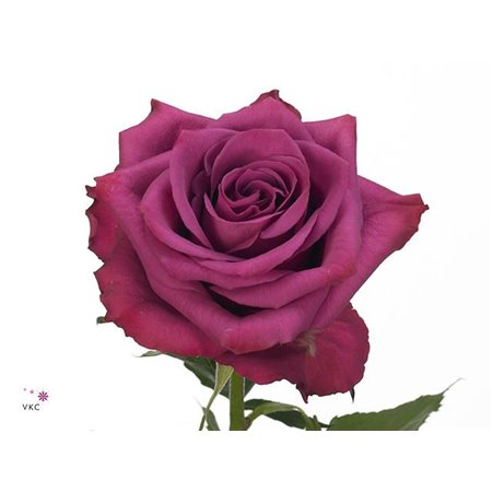 Vrtnica Blueberry c2660