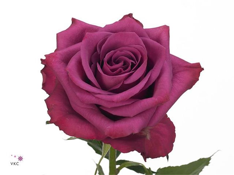 Vrtnica Blueberry c2661