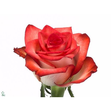 Vrtnica Blush Box c2670