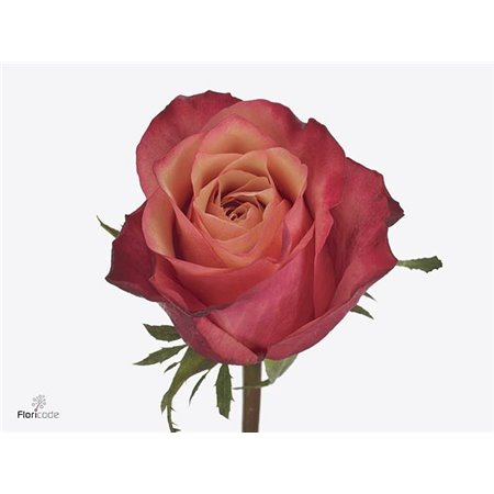 Vrtnica Bogart c2671