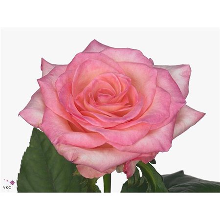 Vrtnica Boulevard c2676