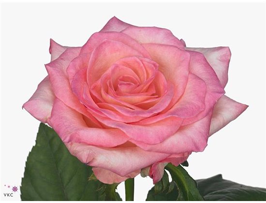 Vrtnica Boulevard c2679