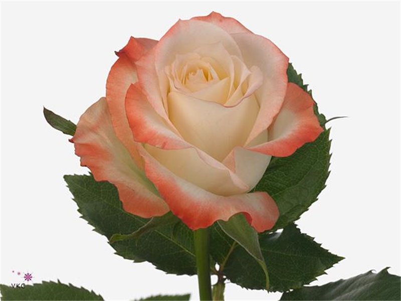 Vrtnica Cabaret c2693