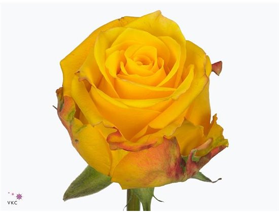 Vrtnica Candle Light c2695