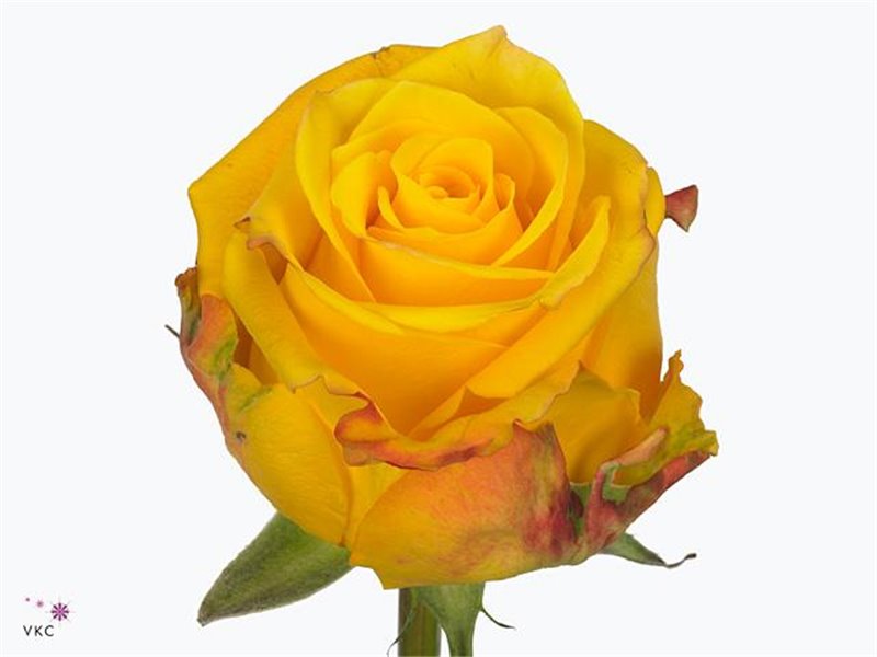 Vrtnica Candlelight c2697