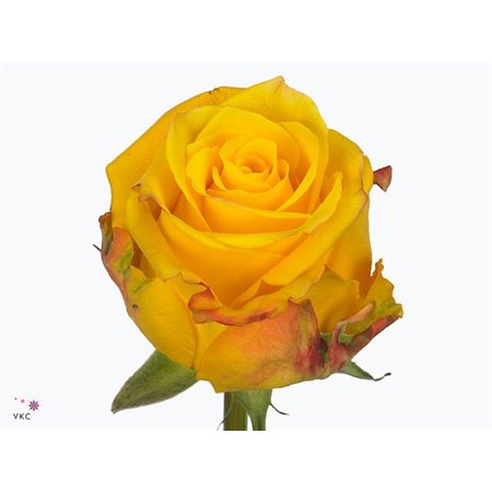 Vrtnica Candlelight c2697