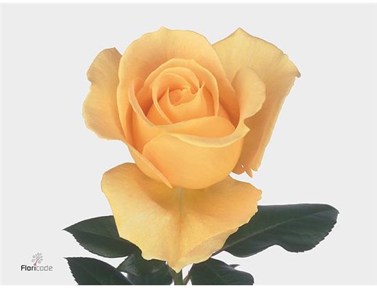 Vrtnica Candlelight Fre c2699