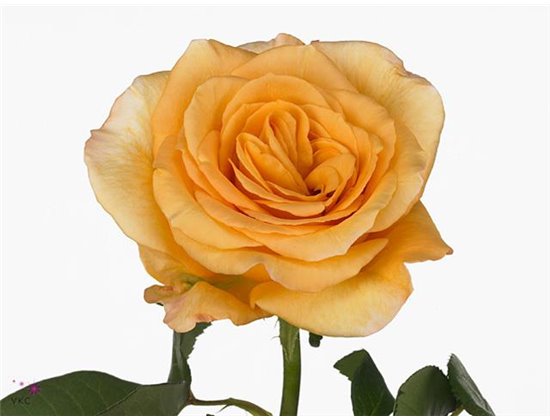 Vrtnica Capriccio c2700