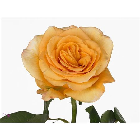 Vrtnica Capriccio c2700