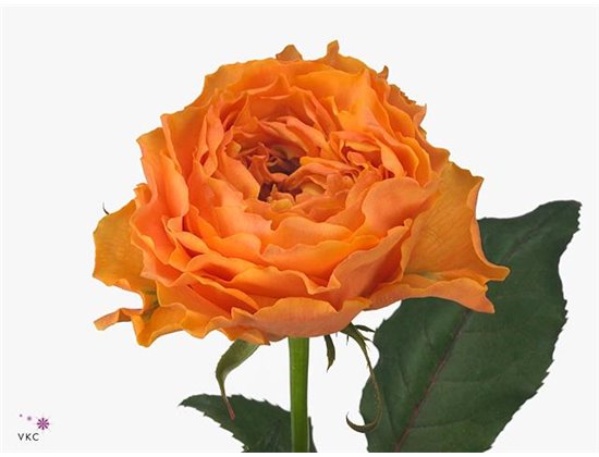 Vrtnica Caraluna c2701