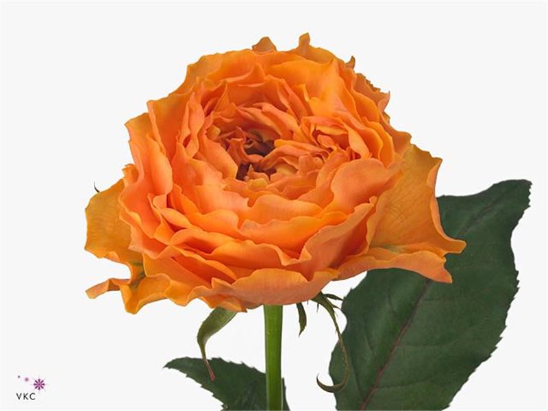 Vrtnica Caraluna c2701