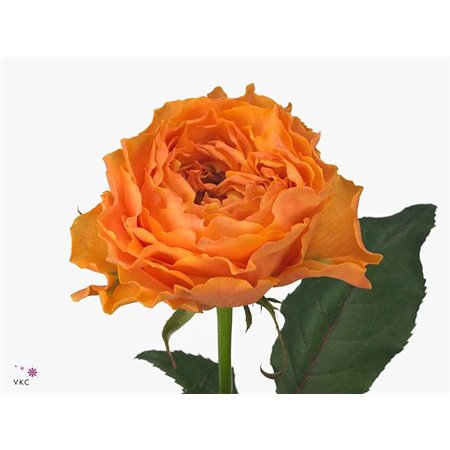 Vrtnica Caraluna c2701