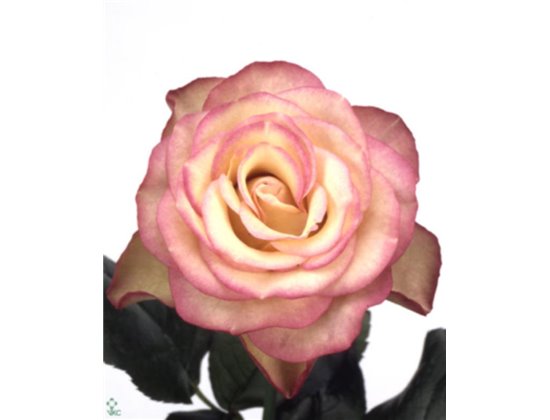 Vrtnica Carousel c2702