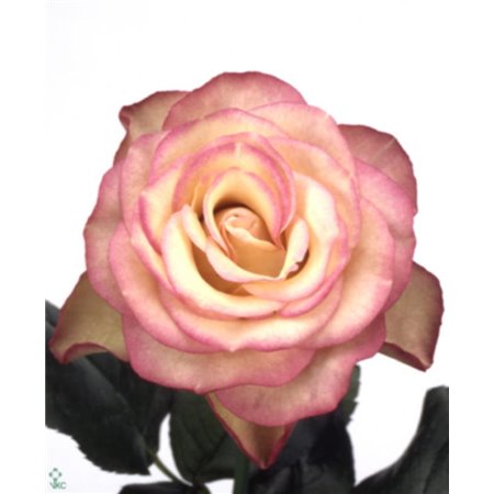 Vrtnica Carousell Box c2704