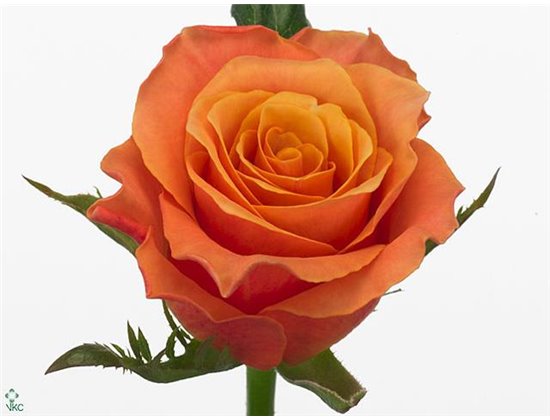 Vrtnica Carpe Diem Peach c2712