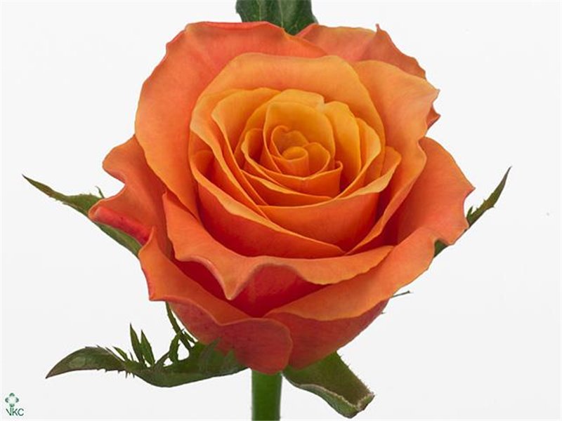 Vrtnica Carpe Diem Peach c2712